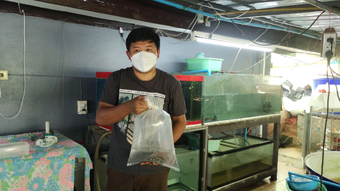 จองข้ามปี!! ปลากระเบนข้ามสายพันธุ์สวยงามส่งออก