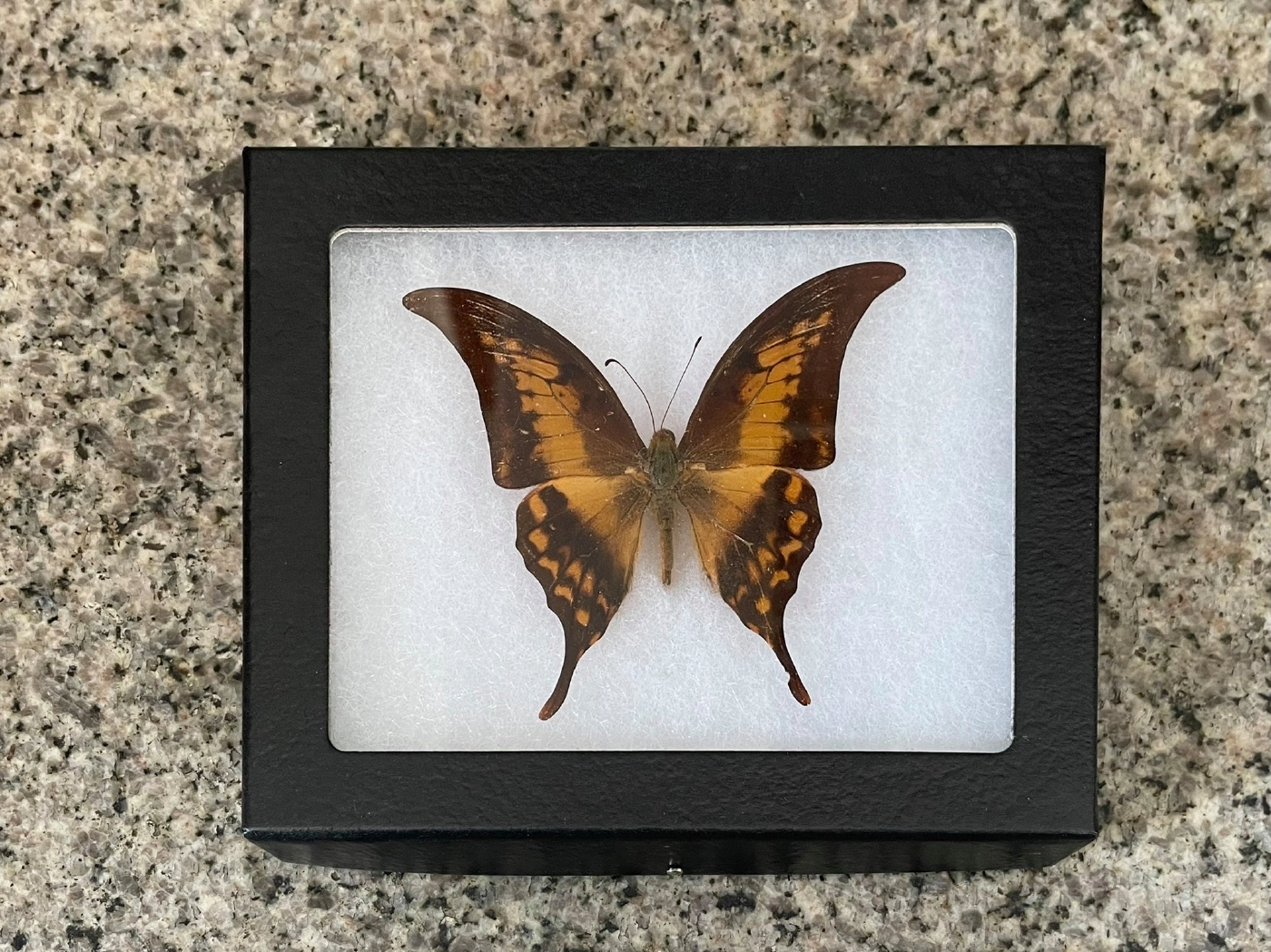 จนท.จับกุมชายลักลอบค้าซากผีเสื้อผ่านเฟซบุ๊ก