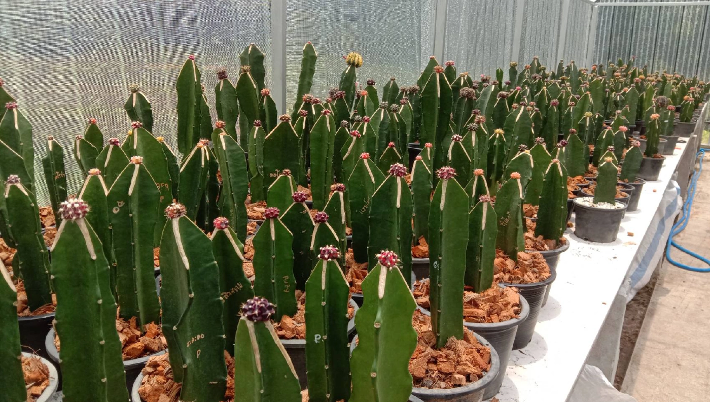 ปรับตัวสู้โควิด ปลูกกระบองเพชรขายรายได้เดือนละ3หมื่น