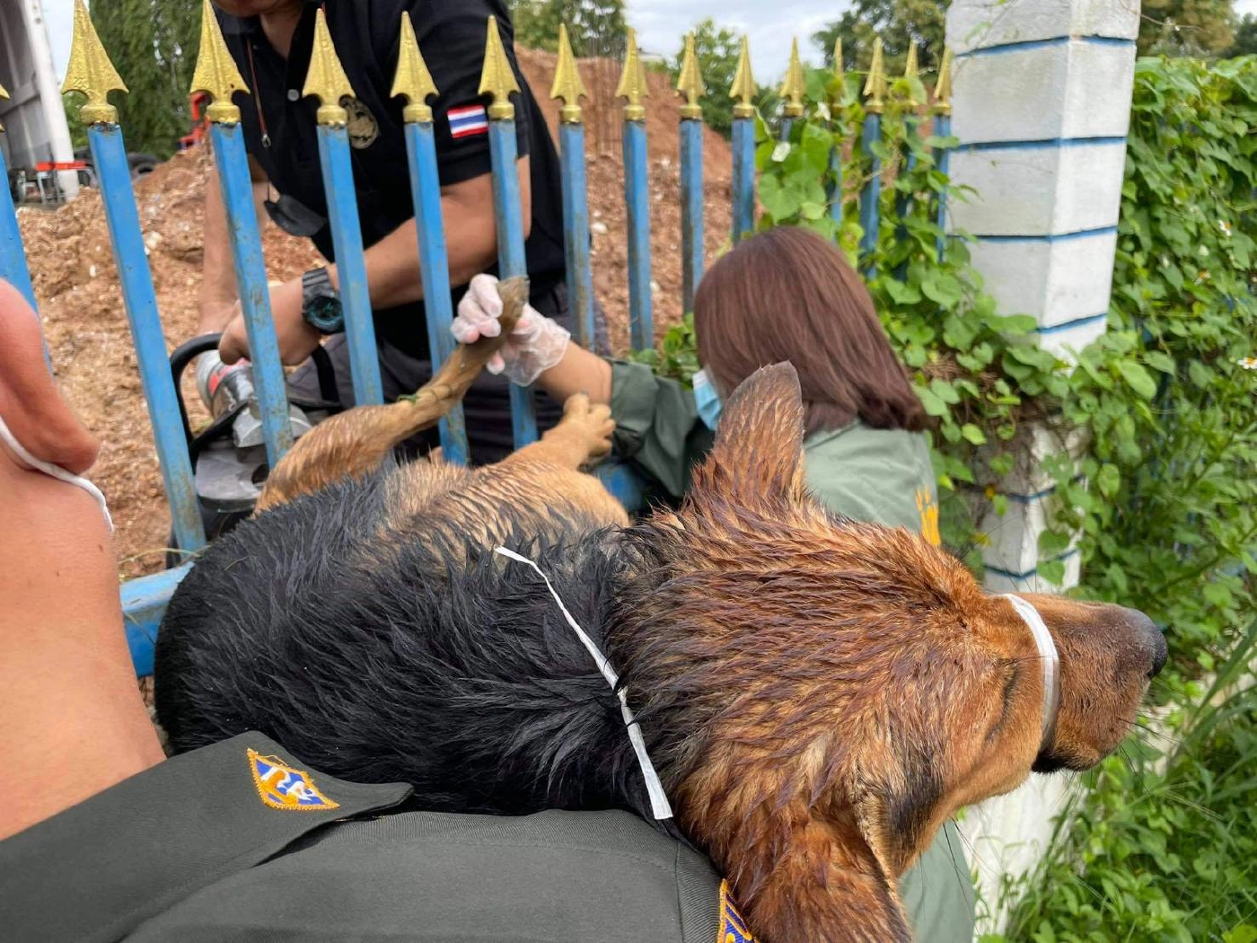 น้องหมาถูกเหล็กเสียบห้อยคารั้วกู้ภัยช่วยรอดชีวิต