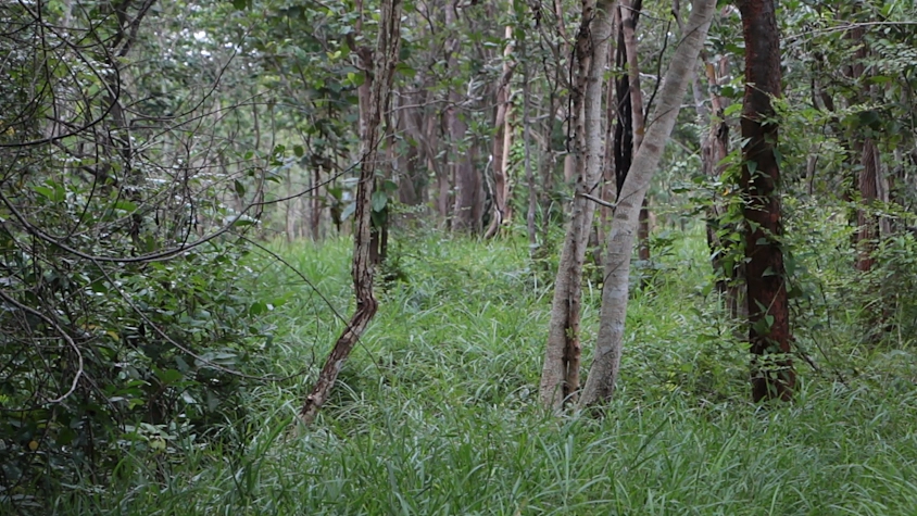 แม่เฒ่าวัย 77 ปี หลงป่า หลังเข้าไปเก็บเห็ดเพียงลำพัง