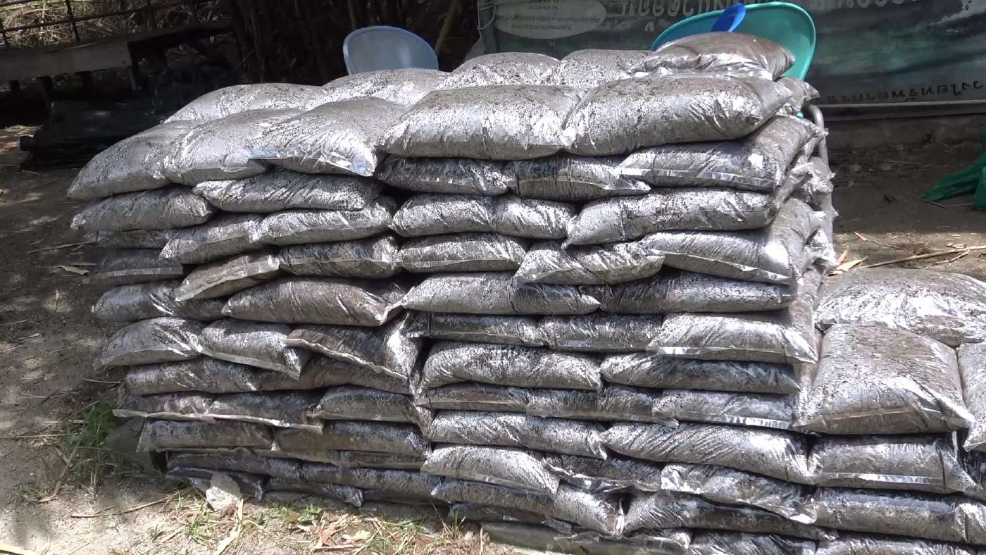 “สวนสัตว์สงขลา”เพาะต้นกล้าฟ้าทะลายโจรขาย