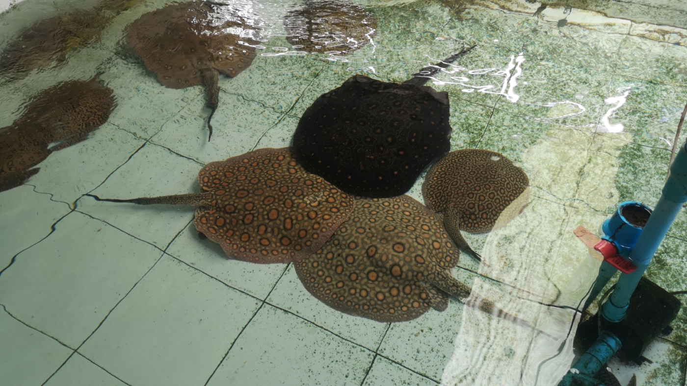 จองข้ามปี!! ปลากระเบนข้ามสายพันธุ์สวยงามส่งออก