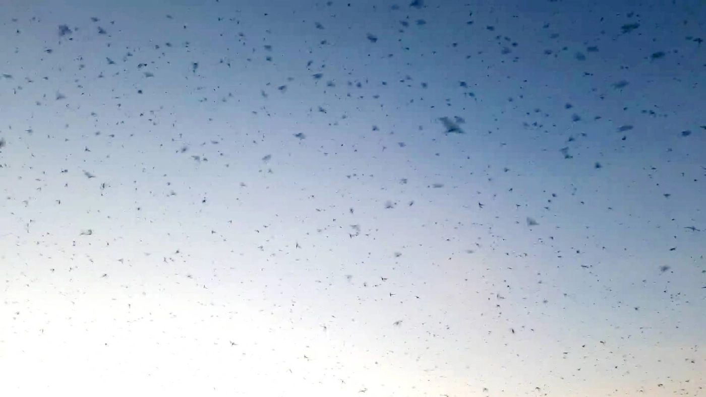 แตกตื่น! ฝูงนกนางแอ่นนับหมื่นตัวบินเหนือกว๊านพะเยา