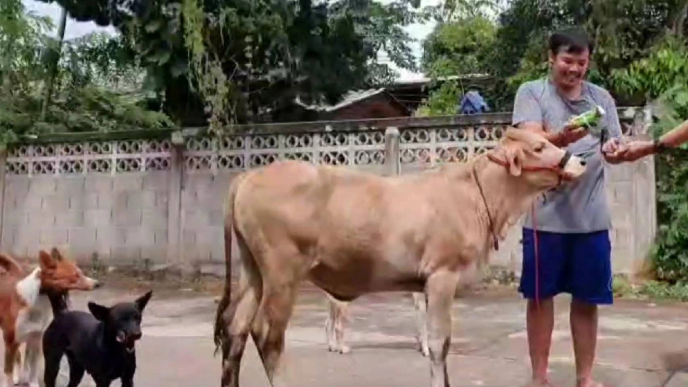 "น้องวงแหวน"ลูกวัวแสนรู้-ชอบกินขนมเป็นของโปรด