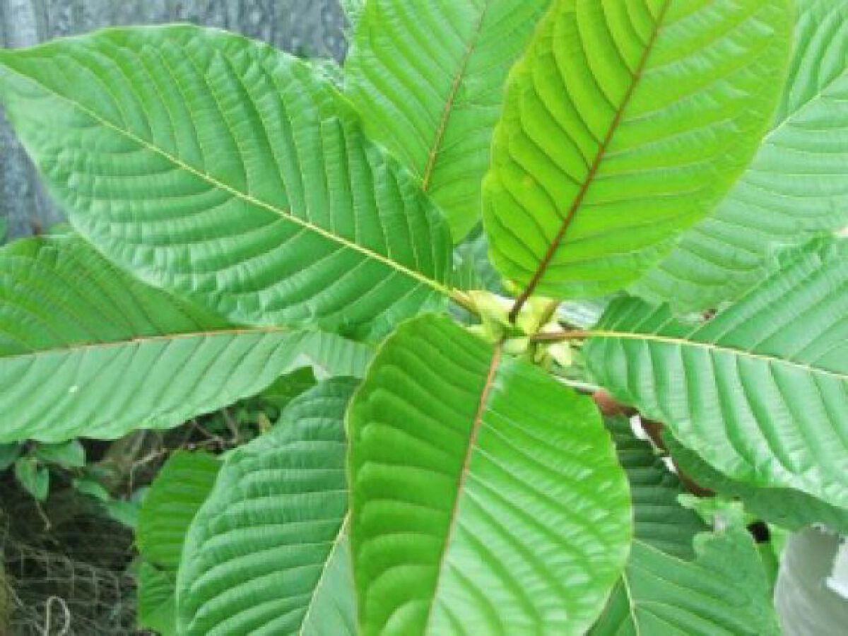 อย. เตือน นำใบกระท่อมมาแปรรูป ต้องขออนุญาต