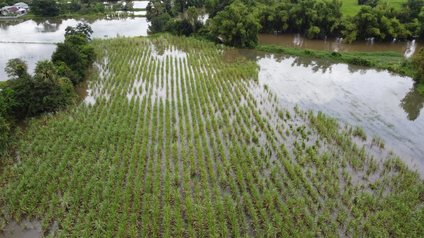 พิมายปักธงแจ้งเตือนน้ำท่วมในพื้นที่ หลังน้ำจากลำน้ำมูลสูงขึ้นต่อเนื่อง