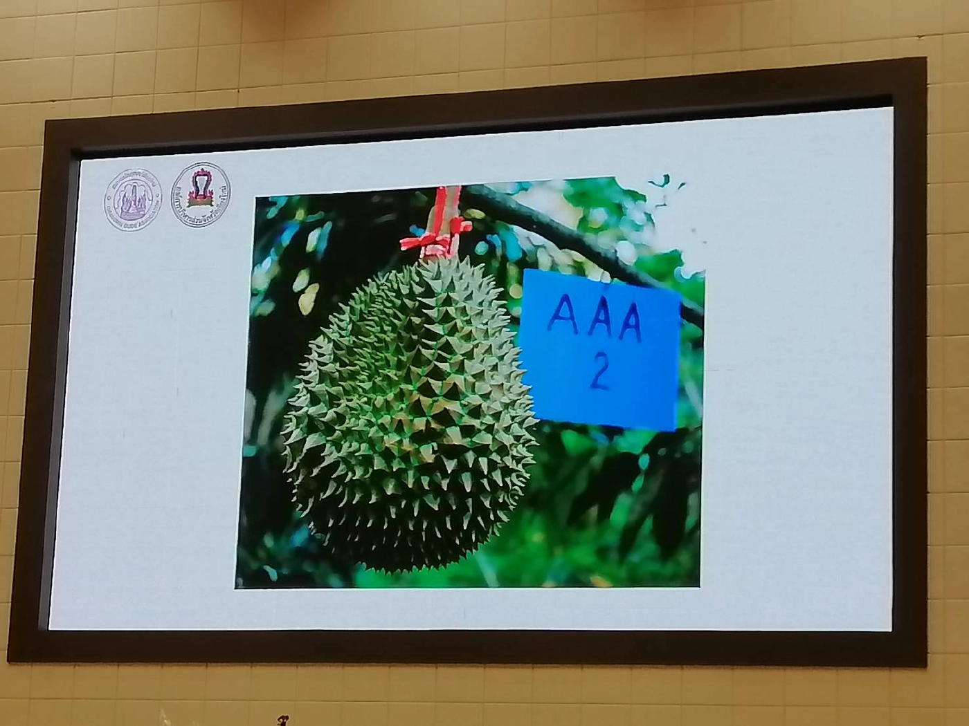 ประมูลทุเรียนหมอนทองน้ำแร่แม่ออนลูกละ 2 หมื่น ช่วยไกด์