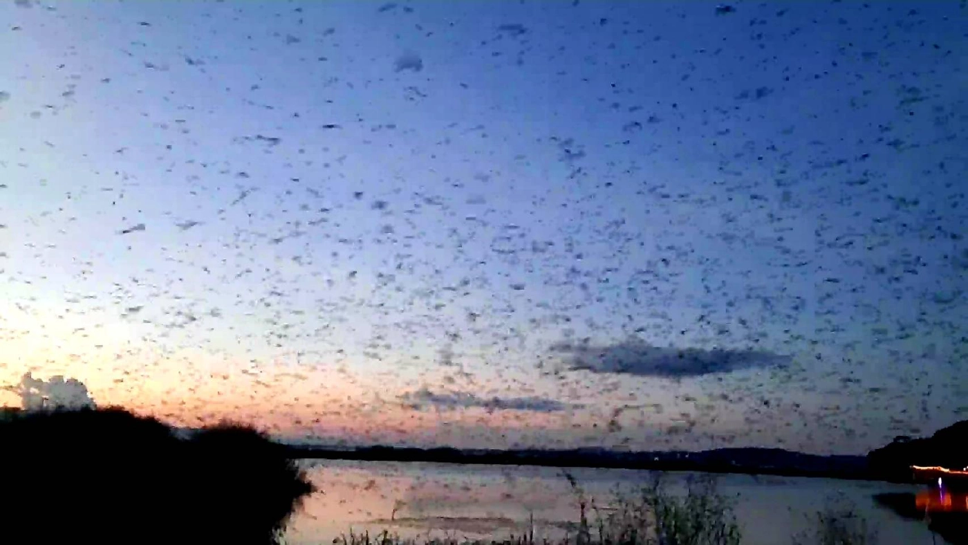 แตกตื่น! ฝูงนกนางแอ่นนับหมื่นตัวบินเหนือกว๊านพะเยา