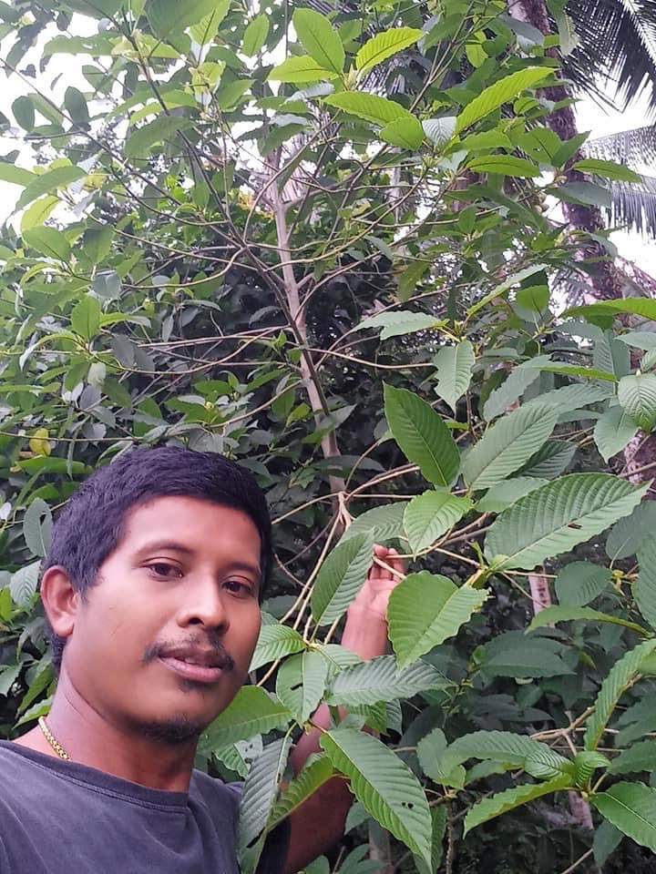 ยอดจองต้นกล้าพืชกระท่อมทะลัก เร่งเพิ่มการผลิต