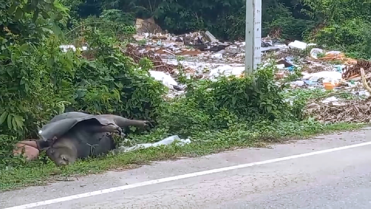ชาวบ้านโวย!พบซากหมูตายถูกทิ้งริมถนน หวั่นเกิดโรคระบาด