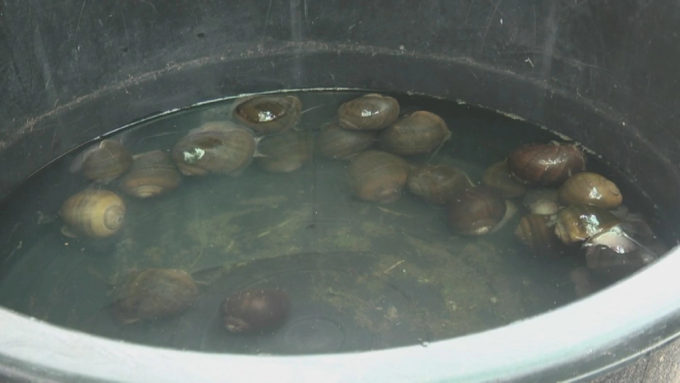 ขาย หอยโข่ง ผ่านโซเชียล ทำเงินหลักหมื่น/เดือน