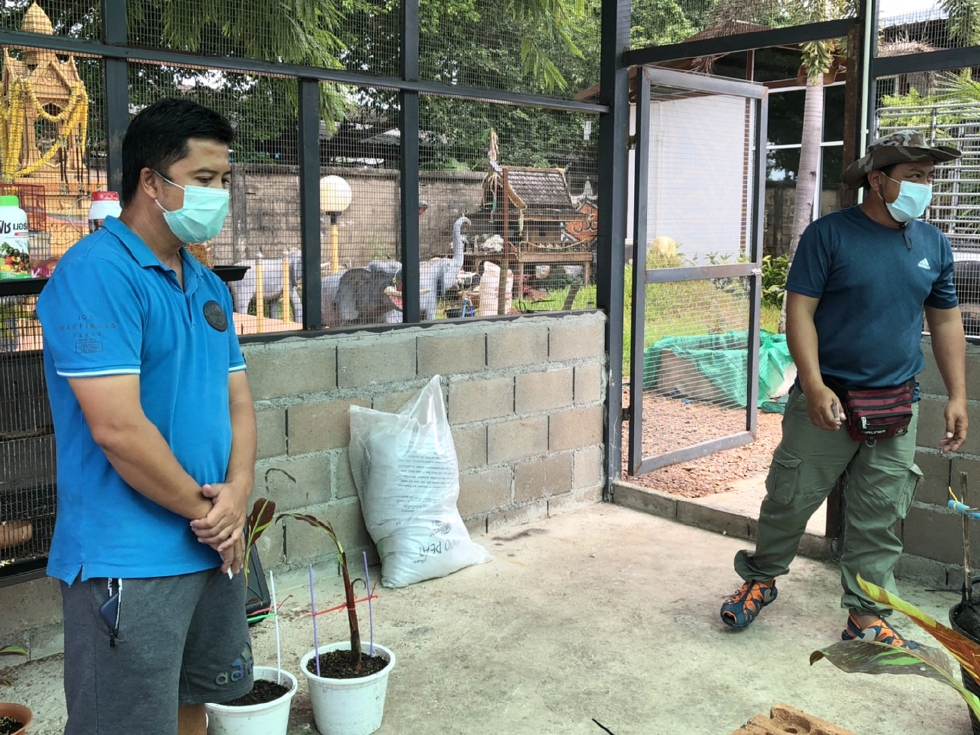 นักธุรกิจแม่สอดลงทุน9ล้าน-ซื้อ“กล้วยแดงอินโด”ขยายพันธุ์ขยาย