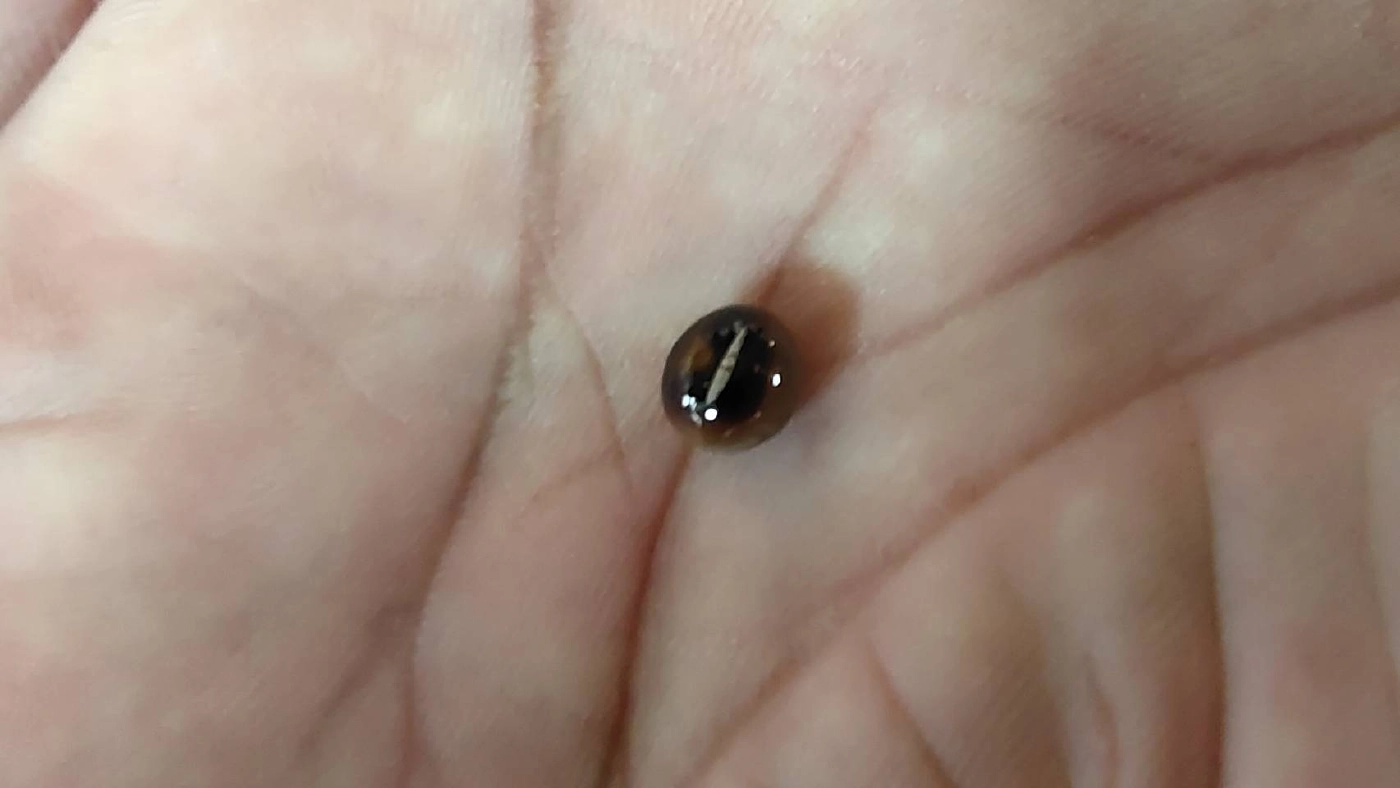 ชาวกระบี่พบ "ไข่มุกดำ" หายากในหอยสันขวานเกือบกลืนลงท้อง