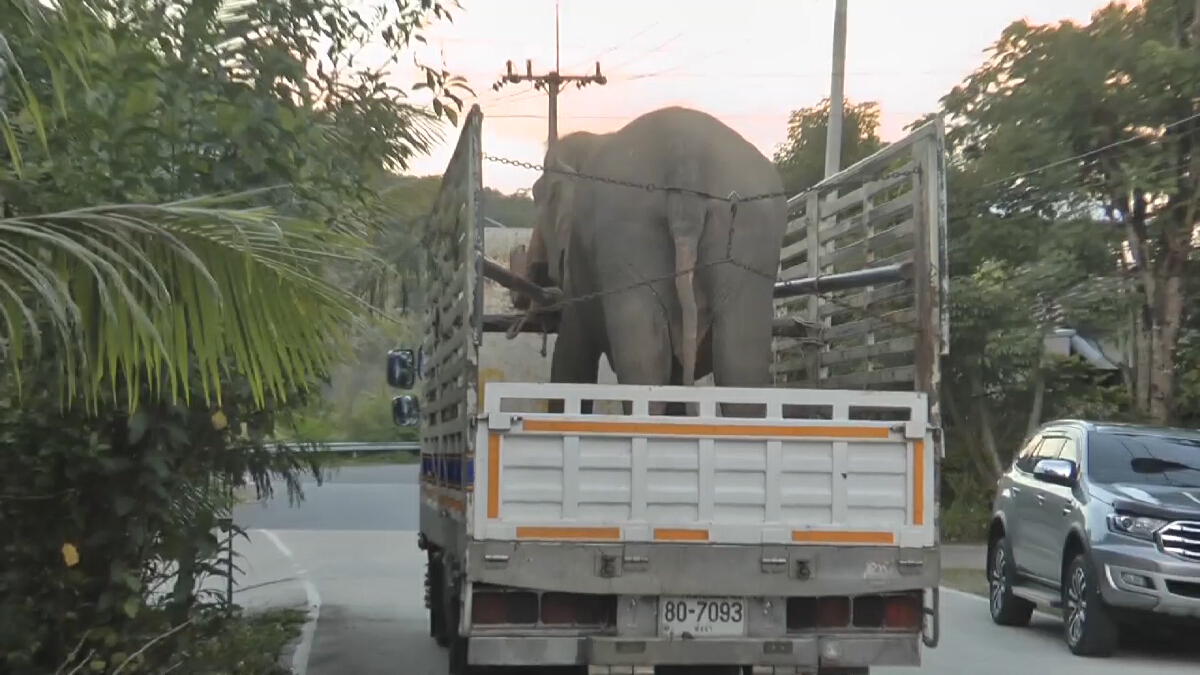 “พังโย” เดินทางกลับสุรินทร์บ้านเกิดด้วยความเรียบร้อย