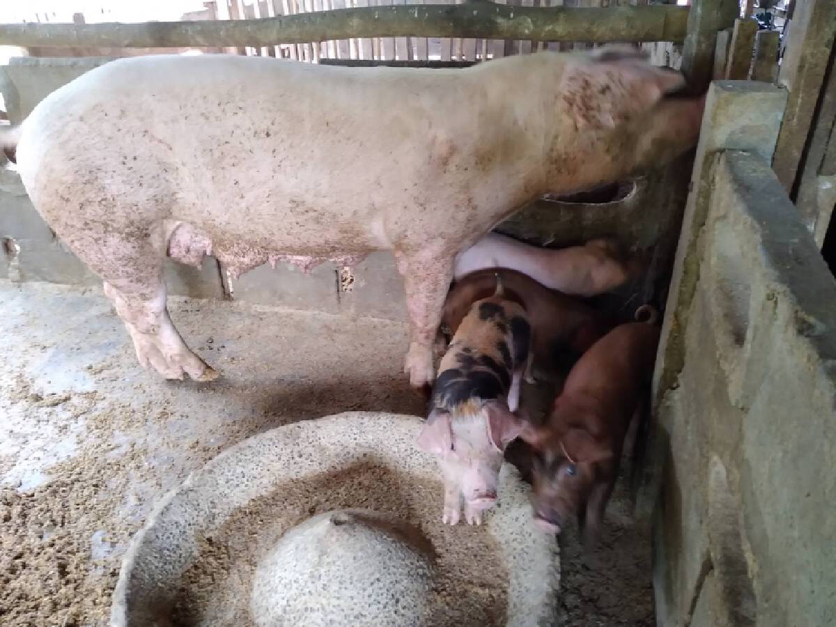 หมอใหญ่เตือนเปิบเนื้อหมูดิบเสี่ยงป่วยโรคหูดับเสียชีวิต