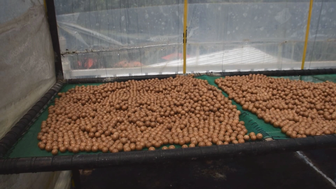 แปรรูป แมคคาเดเมีย ทำเงิน 3 หมื่น/เดือน