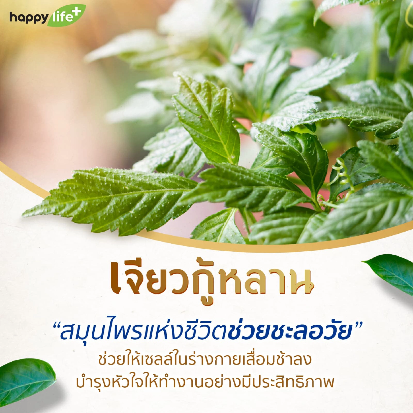 7 สมุนไพรไทย ที่ช่วยลดน้ำตาลในเลือด