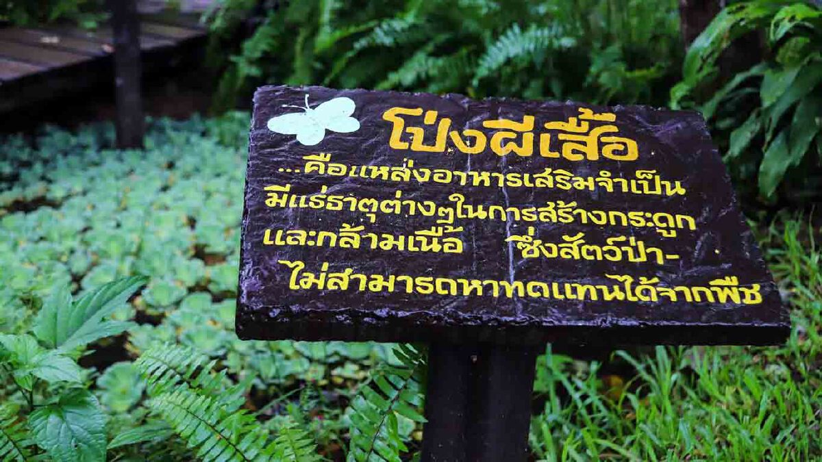 เปิดภาพมุมสูงความอุดมสมบูรณ์ของผืนป่าอุทยานแห่งชาติปางสีดา