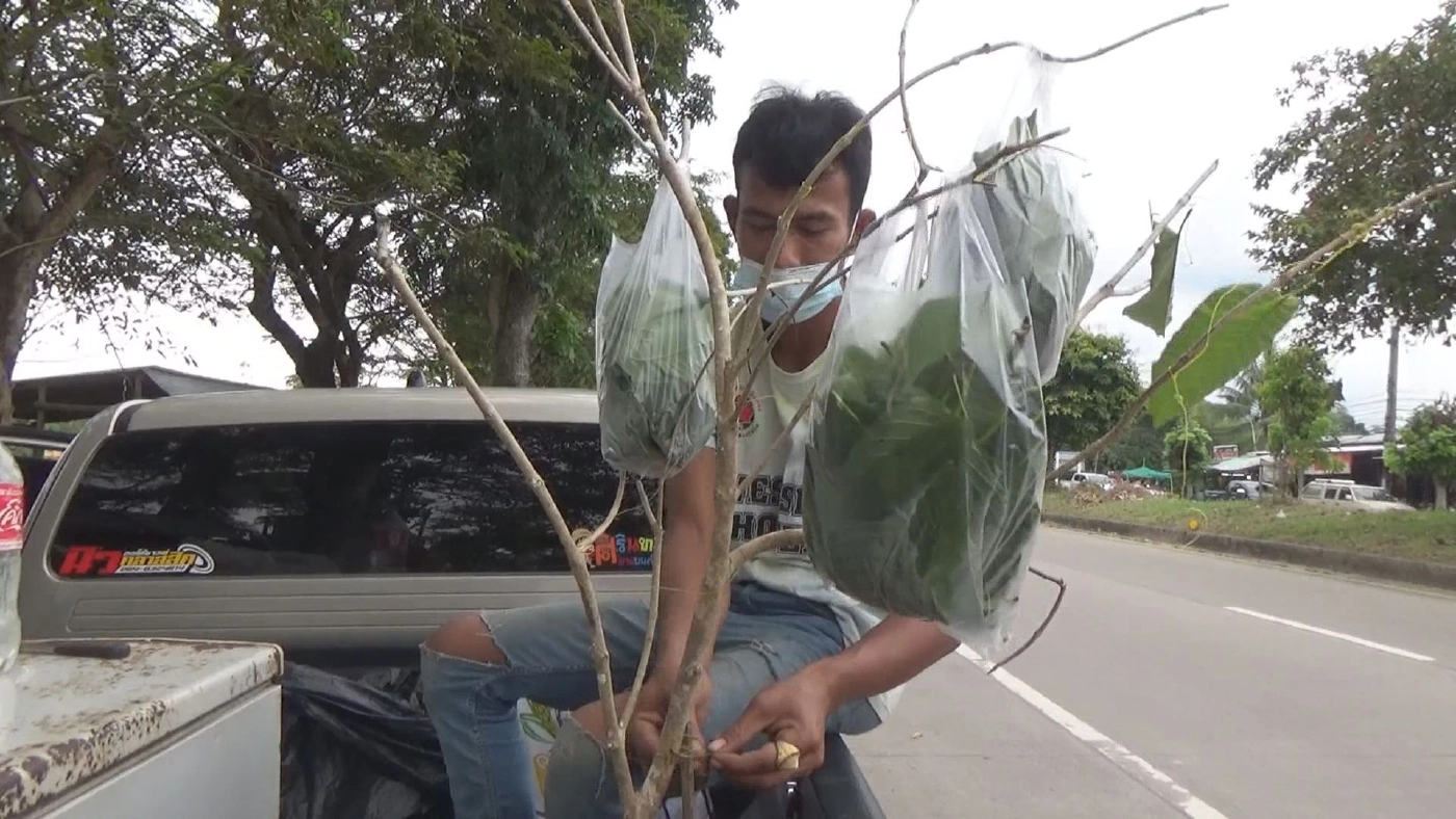 เปิดท้ายขาย ใบกระท่อม กำไร 3 หมื่น/เดือน