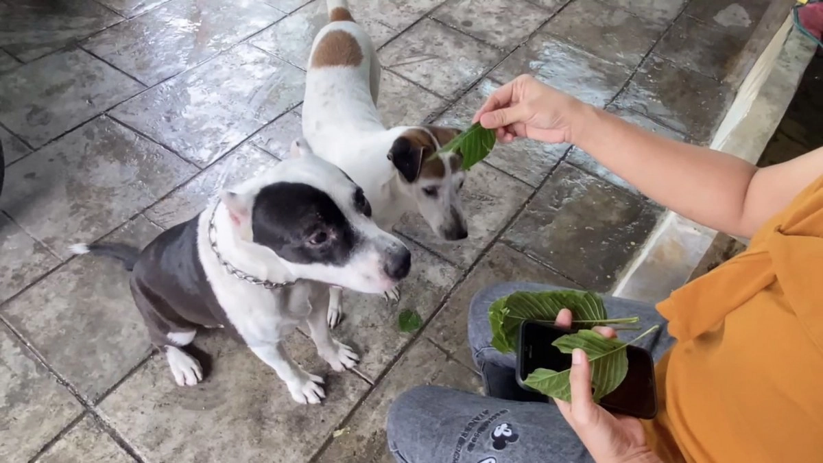 อย่าทำ! สัตวแพทย์เตือนให้หมากินใบกระท่อมเสี่ยงตับวายผิดกฎหมาย