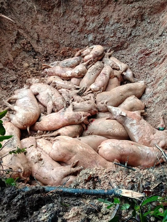 นครพนมประกาศพื้นที่โรคเพิร์สในหมู ยังไม่หยุดลาม