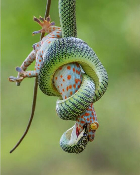 ใครอยู่ใครไป ตุ๊กแก vs งูเขียวพระอินทร์ ผลงานช่างภาพไทย / Wei Fu, from Thailand