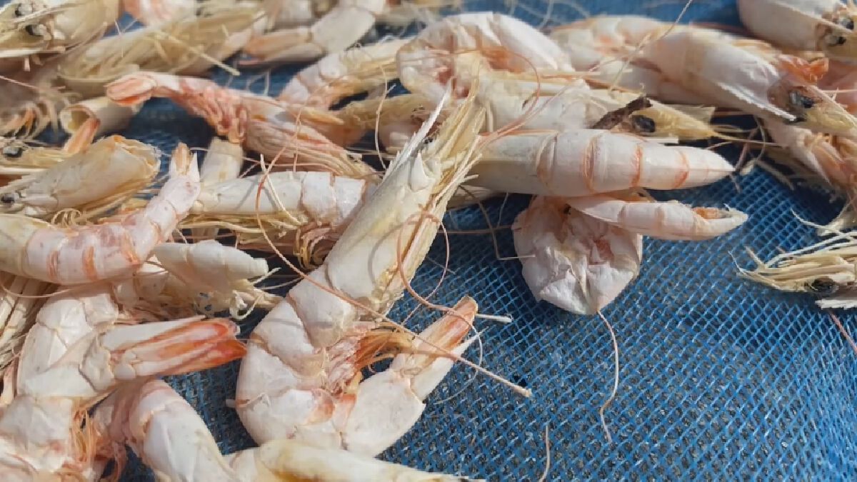 เหวี่ยงแล้วทุบ! กุ้งแห้งเมืองจันท์ 1,600 บาท/กก.