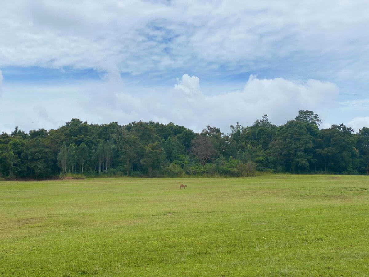 คนนับหมื่นแห่เที่ยวอุทยานแห่งชาติเขาใหญ่สุดสัปดาห์ทุบสถิติทุกปี