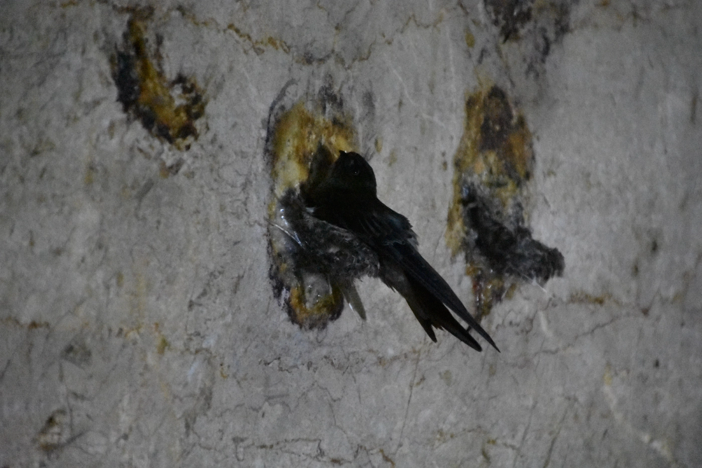 นายก อบจ.พัทลุง จี้ผู้ว่าฯ พิจารณาตัวเองปล่อยให้ขโมยรังนก