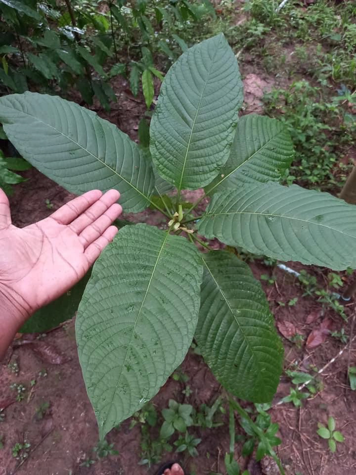 ยอดจองต้นกล้าพืชกระท่อมทะลัก เร่งเพิ่มการผลิต