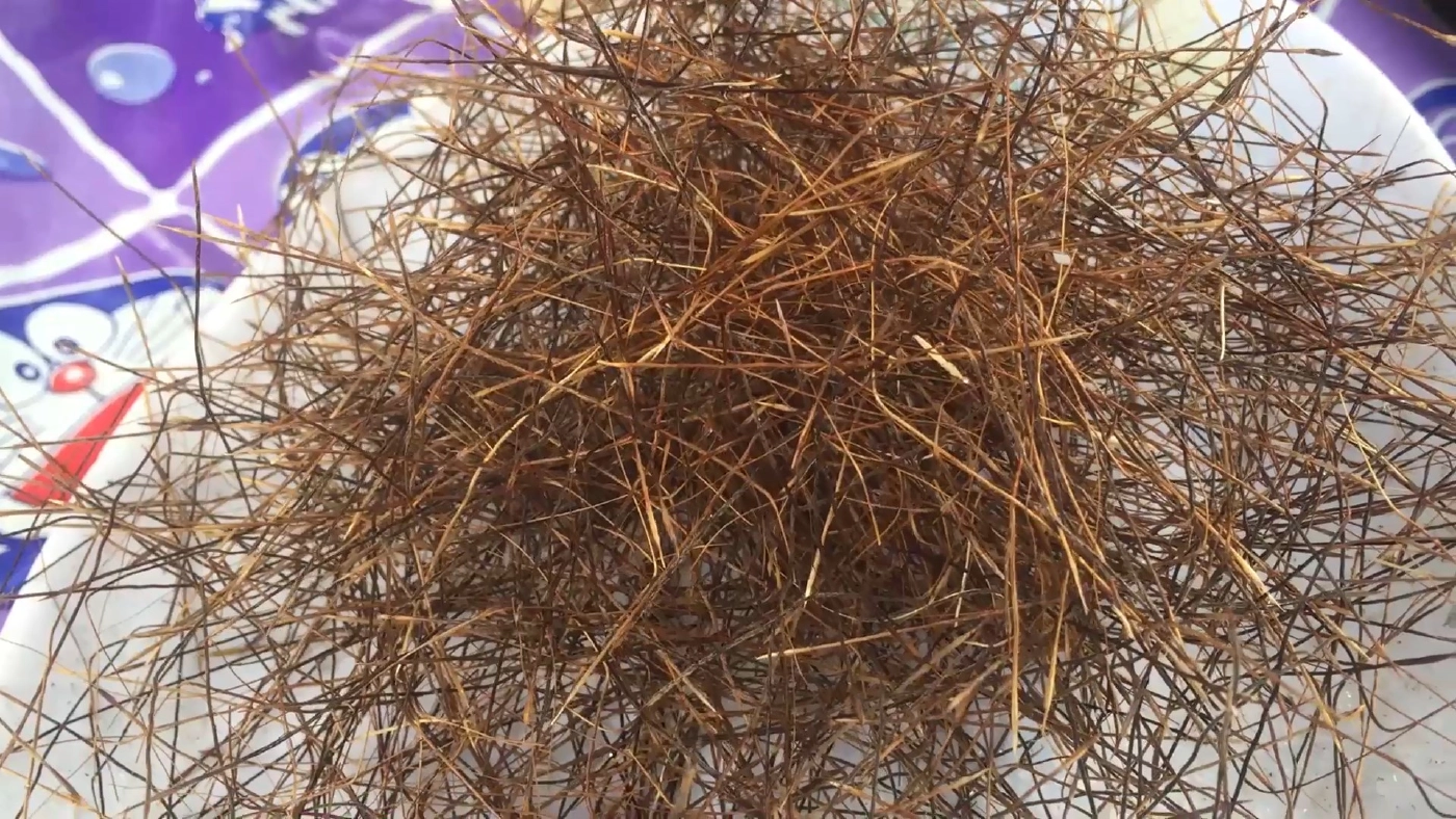 ทึ่ง!! หญ้าทะเลตายแล้วฟื้นสรรพคุณทางยาล้นเหลือ