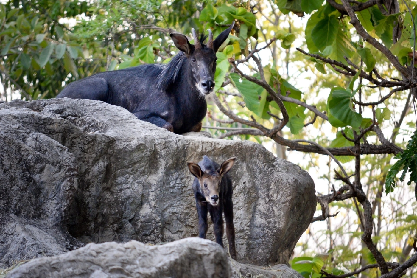 เตรียมประกาศ ‘ดอยเชียงดาว’ เป็นพื้นที่สงวนชีวมณฑลแห่งใหม่