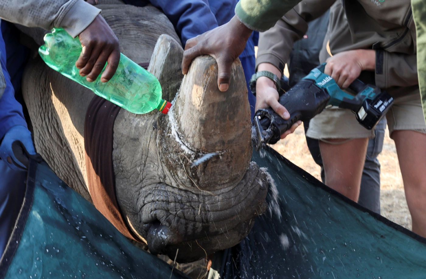 นักอนุรักษ์แห่งแอฟริกาใต้ วอนรัฐบาลเปิดทางขายนอแรด