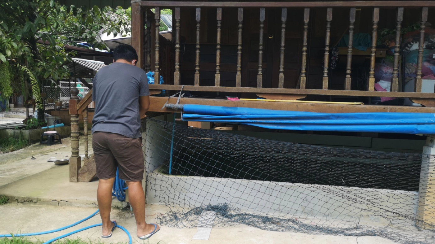 จองข้ามปี!! ปลากระเบนข้ามสายพันธุ์สวยงามส่งออก