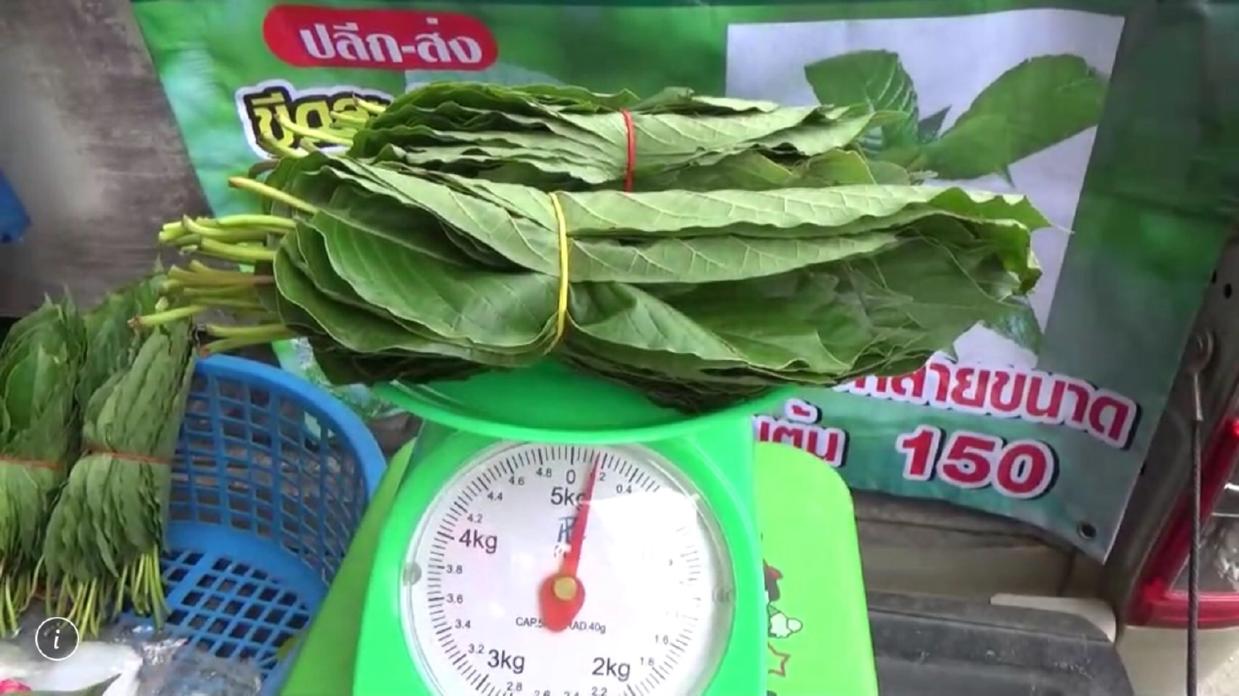 ผุดอาชีพเปิดท้ายขายใบกระท่อมสดหลังรัฐบาลปลดล๊อก