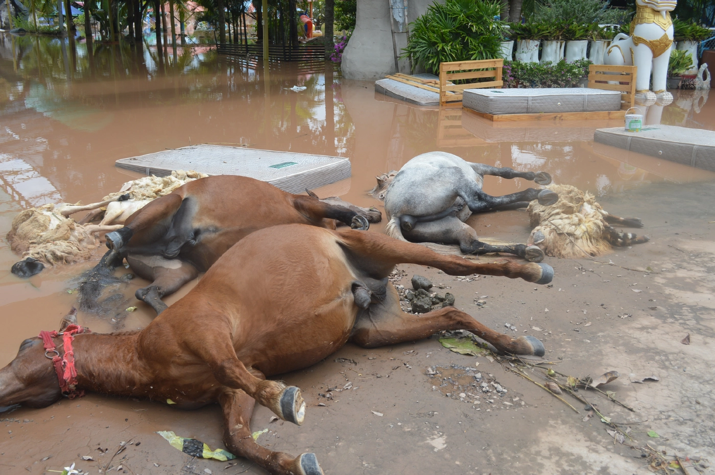 น้ำป่ายอดภูกระดึง ยังท่วมบ้านเรือนราษฎรเกือบ 100 หลัง