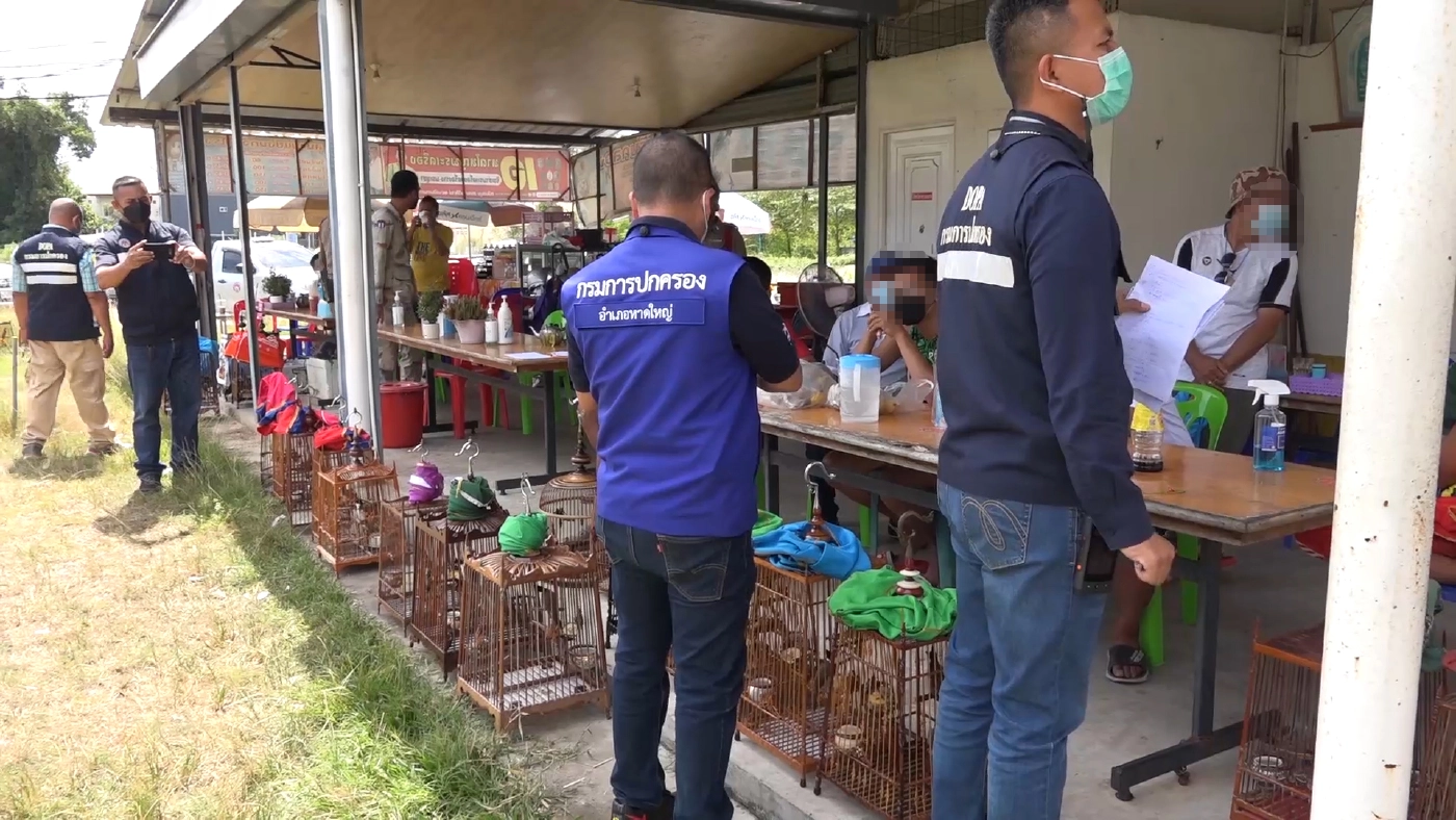 ตำรวจหาดใหญ่ - ฝ่ายปกครอง จับเซียนนกกรงคาสนามแข่ง