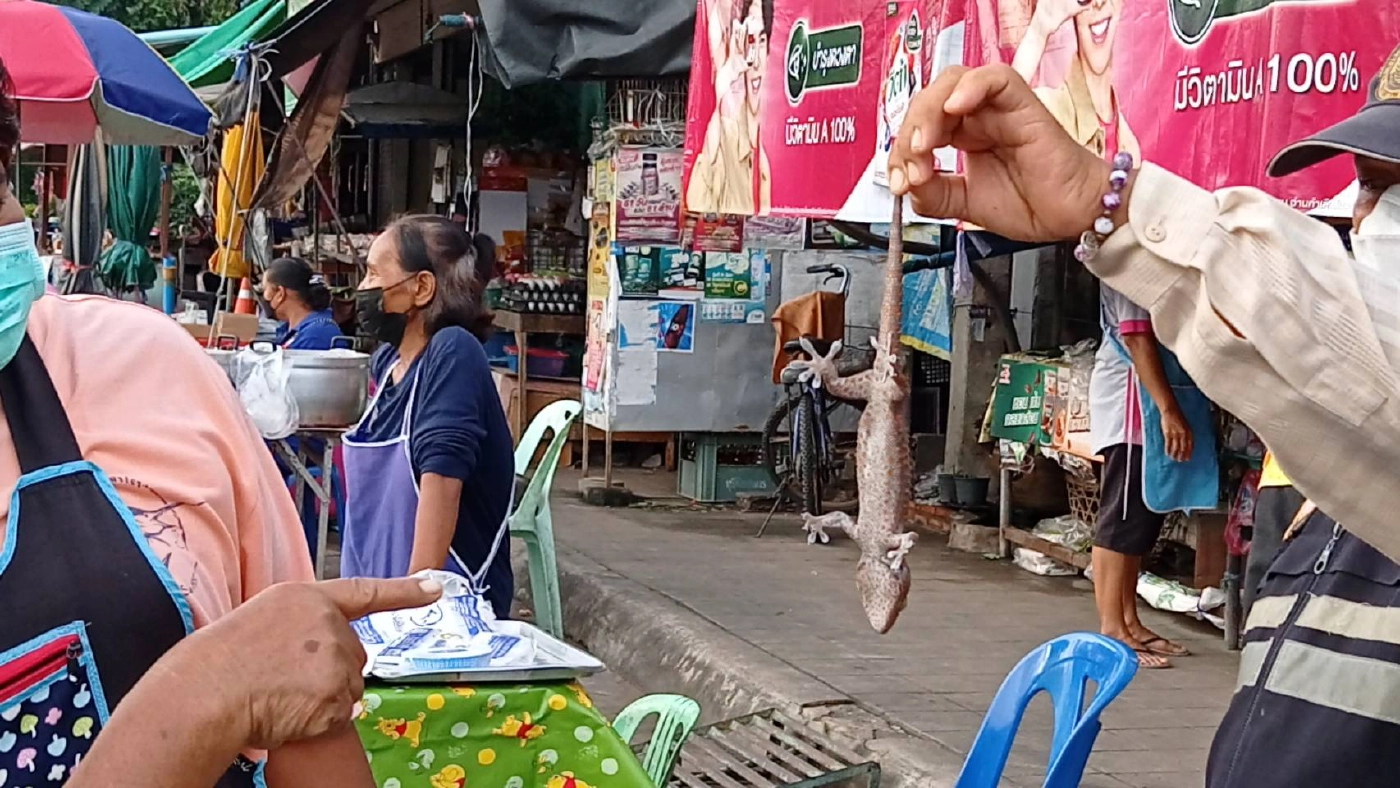 ส่องเลขเด็ดตุ๊กแกสีแดงแสนเชื่องเกาะหน้าบ้าน