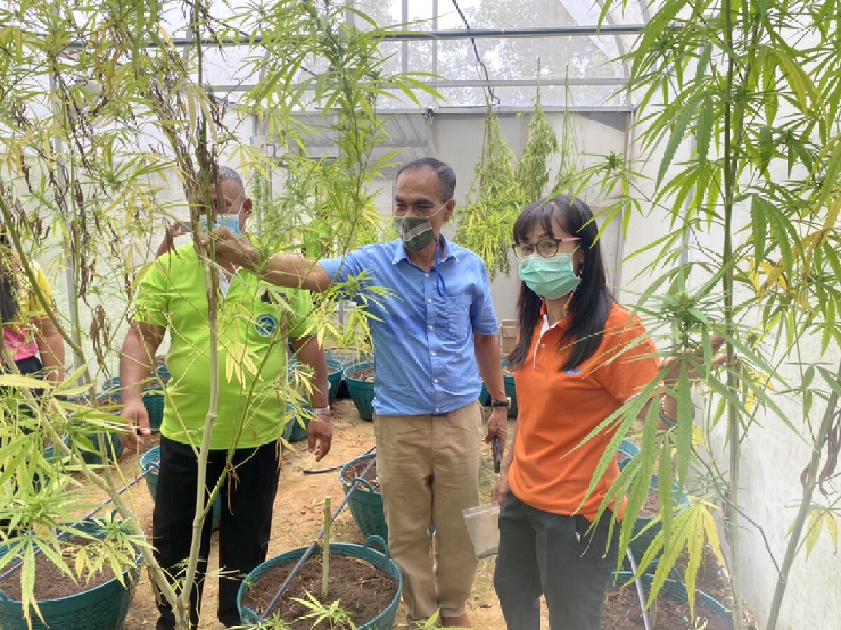 พิษโควิด! ทำคนปลูกกัญชาผิดหวัง ราคาตกออเดอร์ถูกยกเลิก