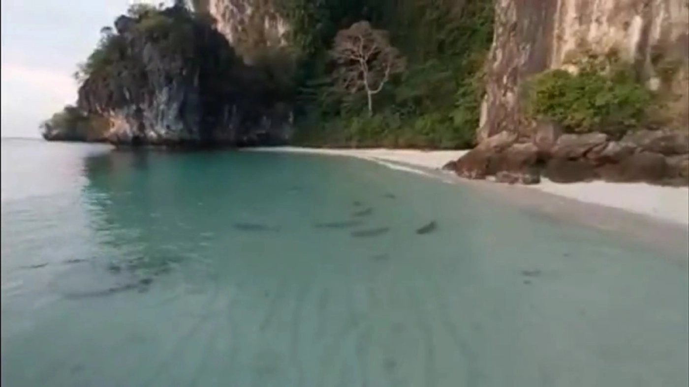 ตื่นตา! ฝูงฉลามหูดำกว่า 30 ตัว โผล่ว่ายหากินหมู่เกาะห้อง หลังหายไปนาน 4 เดือน