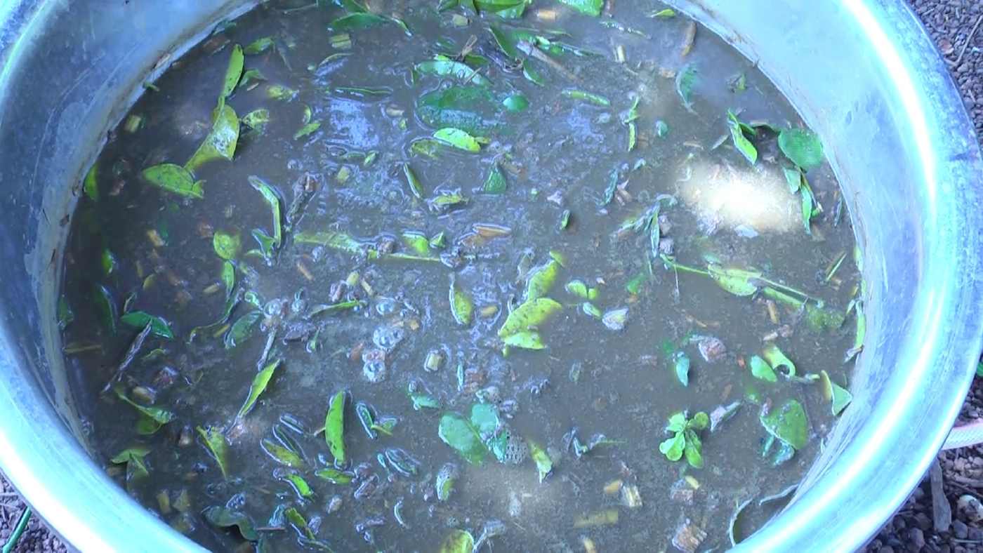 สวยเก๋นวัตกรรมผ้าโควา ย้อมสีธรรมชาติจากมูลวัวพิมพ์ลายด้วยสีใบไม้