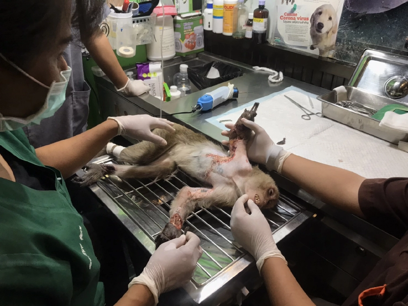 เจ้าหน้าที่เร่งช่วยลิงถูกไฟช๊อตบาดแผลสาหัส