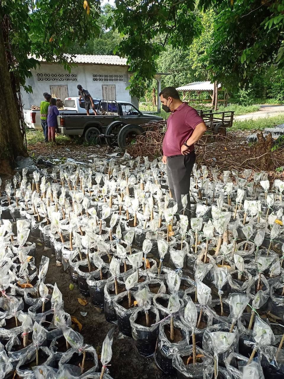 เมืองคอนส่งออกต้นกล้ากระท่อม ขายวันละ 1,000 ต้น