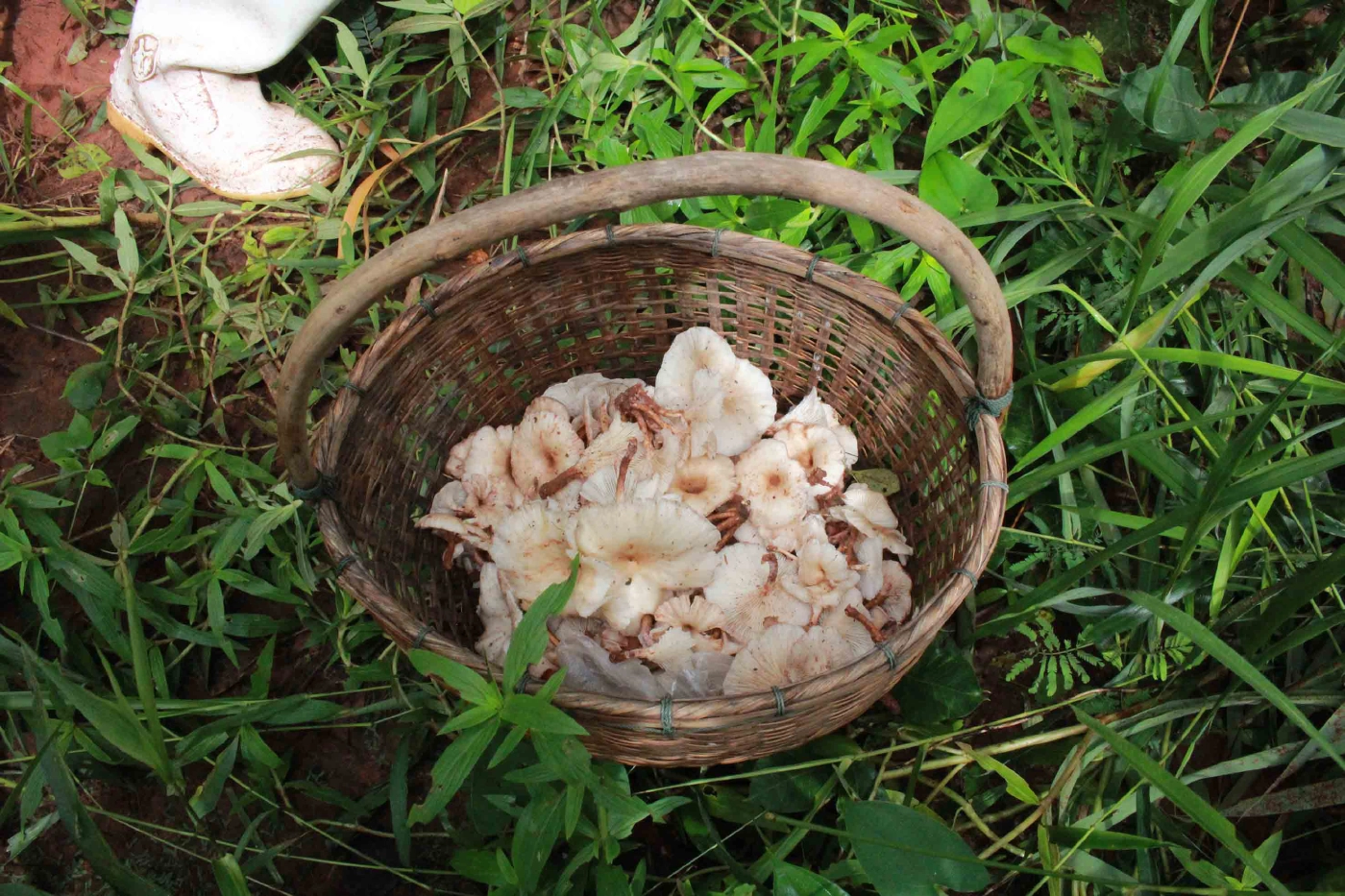 ชาวบ้านแห่เก็บเห็ดป่า หมอเตือนระวังเปิบเห็ดพิษเสี่ยงถึงตาย