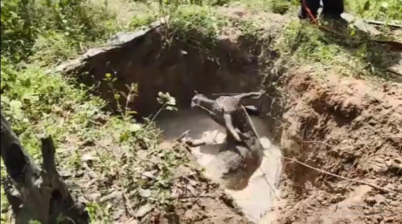 เจ้าหน้าที่ระดมช่วยควายตกบ่อลึกหลังลงไปกินน้ำ