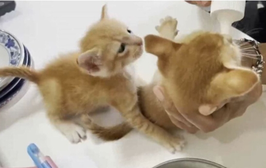 ป้าติดป้ายประณาม “คนใจบาป อย่าเอาลูกแมวมาทิ้งบ้านนี้อีก”