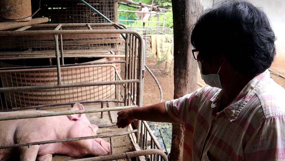 นครพนมพบโรคระบาดในหมู ล้มตายยกเล้านับร้อยตัว