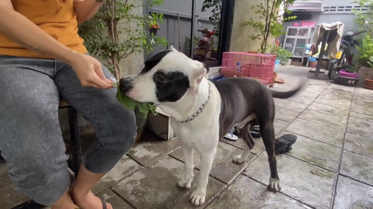 อย่าทำ! สัตวแพทย์เตือนให้หมากินใบกระท่อมเสี่ยงตับวายผิดกฎหมาย