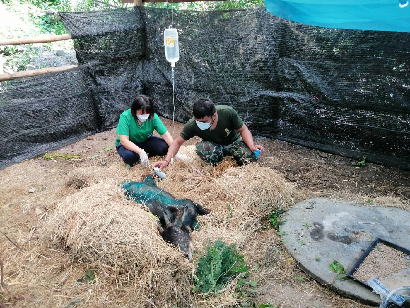 สู้ไม่ไหว สิ้นใจแล้วเลียงผาตาบอด หลังพยายามช่วยชีวิต